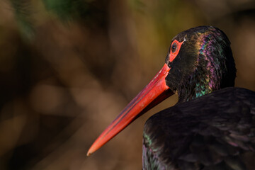 Black stork in head detail.
