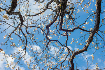早春に咲いた梅の花と木、日本庭園の梅林