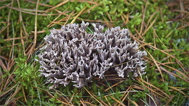 Coral fungus growing in moss and needle litter, grey coral, clavulina cinerea