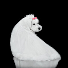 Studio shot of white maltese dog