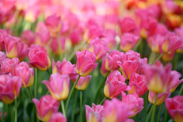 Spring blossoming pink tulips in garden, springtime bright flowers in the field, pastel and soft floral card, selective focus, shallow DOF, toned