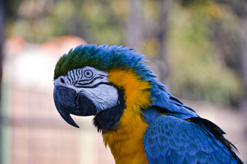Close-up of a blue macaw (Ara ararauna) with selective focus.