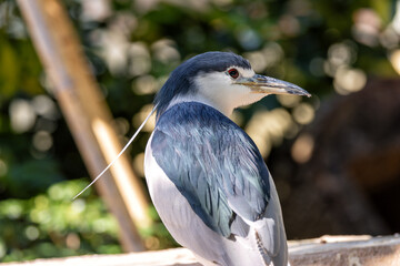 Black-crowned Night Heron (Nycticorax nycticorax) in Wetlands Worldwide
