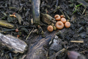 Small bright mushrooms growing on the ground.
