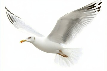 Fototapeta premium White seagull soars against a bright white background