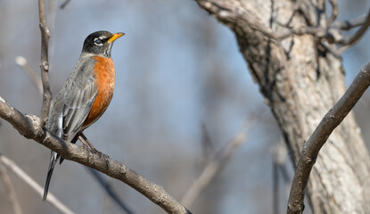 American robin perched in a tree.