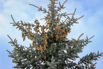 Pine Cones Against the Winter Sky