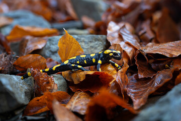 Spotted salamander on a wet fallen beech leaf among stones.
