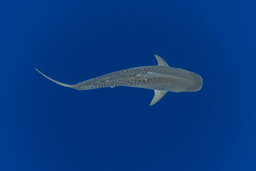 Fototapeta premium Tiger Shark in Blue Water Hawaii View from Above Dorsal View