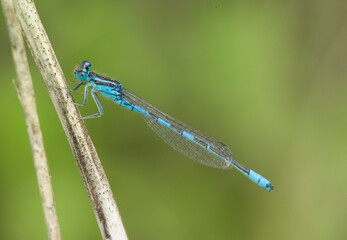 blue dragonfly on a green leaf, The goblet-marked damselfly (Erythromma lindenii) Cercion or Coenagrion is a medium-sized blue-and-black (or green-and-black) damselfly. Sardinia Italy