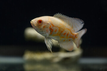 Peacock toothed fish albino form in detail.
