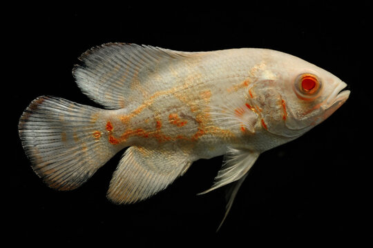 Peacock toothed fish albino form in detail.
