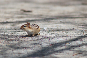 Curious Chipmunk