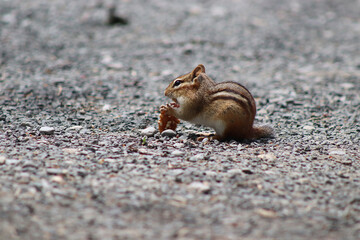 Hungry Chipmunk