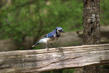 Blue Jay