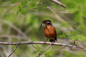 Hungry Robin