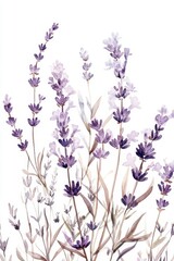 Fototapeta premium Watercolor Lavender and Wildflower Bouquets for Botanic Wallpaper