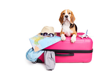 A beagle dog is going on a summer trip. Suitcase with things, hat, map and other accessories for a...