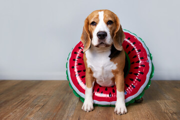 Cute beagle dog in a swimming ring. Summer holiday concept at sea. Copy space.