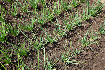Fresh green onions growing in a vegetable garden during midday sun. 