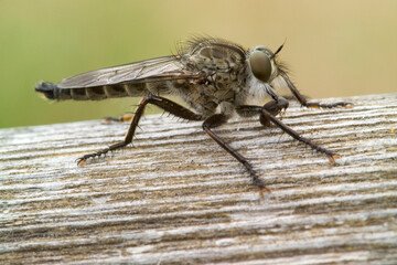 Dittero Asilidae (Machimus sp) Robber fly (Machimus sp) 