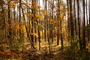 forest in autumn
