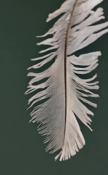 A close-up of a white feather resting against a soft green background captures the fine details and textures. The delicate structure emphasizes nature's beauty and fragility.