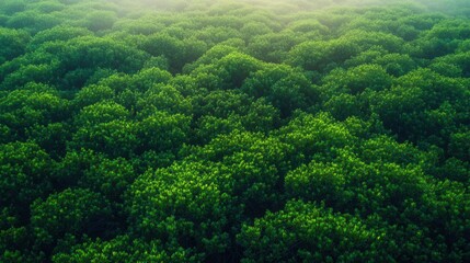 Obraz premium Mangrove Forest Aerial View for Carbon Neutrality and Sustainability Campaigns