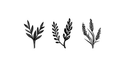 Fototapeta premium Hand-Drawn Botanical Elements for Elegant Design Projects
