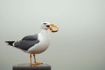 Fototapeta premium Seagull perched on a post holding a piece of bread