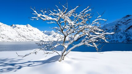 Snow-Covered Tree Beneath Clear Blue Sky in Winter Wonderland