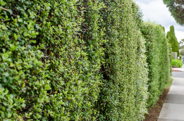 A tightly trimmed, dense hedge screening of vibrant green foliage, Privet or similar shrub,...