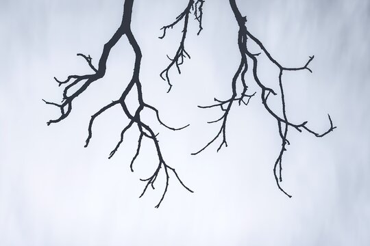 Dark silhouette of bare leafless tree branches hanging down against a bright, moody minimalist background, symbolizing winter, decay, or abstract spooky concepts.