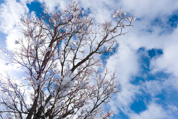 雪の積もった紅葉の小枝