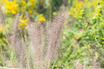 Fototapeta premium Fountain grasses. Pennisetum grassy grass. Nature plant. Nature with grassy fountaingrasses plant. Summer meadow with grassy fountaingrasses plant. Grassland meadow with Pennisetum fountain grasses
