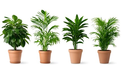 Obraz premium Aesthetic Indoor Plants in Pots for Home Decor and Interior Design