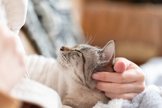 可愛い猫を撫でる飼い主　シャムトラ猫