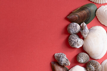 赤背景に並んだ可愛い貝殻の背景	