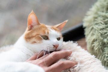 飼い主の手を噛む猫　茶トラ白