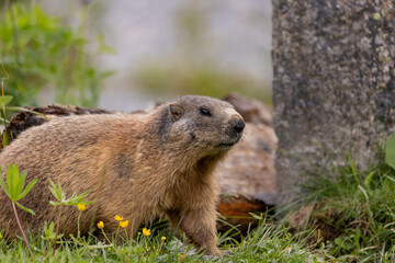 marmot in the grass
