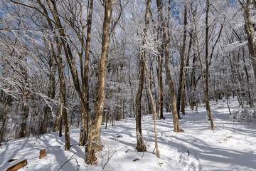 見上げると美しい青空と霧氷