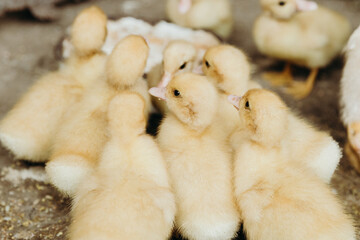 Resting little ducklings in a box.