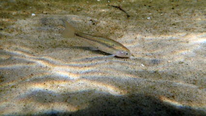 Female Fathead Minnow (Pimephales promelas) underwater, searching for food along the sandy shallows...