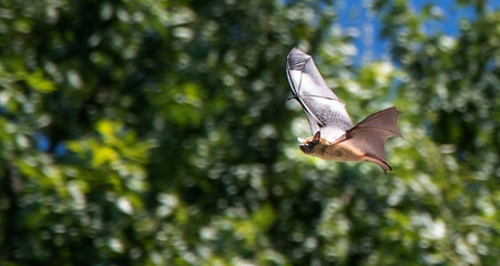 Large Brown Bat Flying During Day