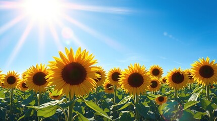 Obraz premium sunflower field with blue sky