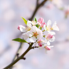 Obraz premium Magnolia Dreams