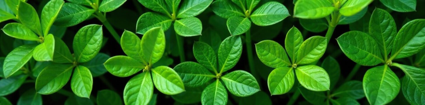 Quassia amara leaves and stems in a lush green environment, floral arrangements, nature, green