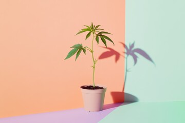 Green plant in a pot casts a shadow on colorful background during bright lighting