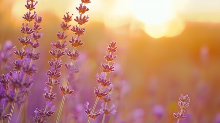 Obraz premium Lavender field at sunset, vibrant purple blossoms in warm golden light.