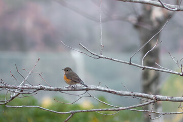 木の枝にかわいい冬の野鳥の姿　ジョウビタキがとまっている